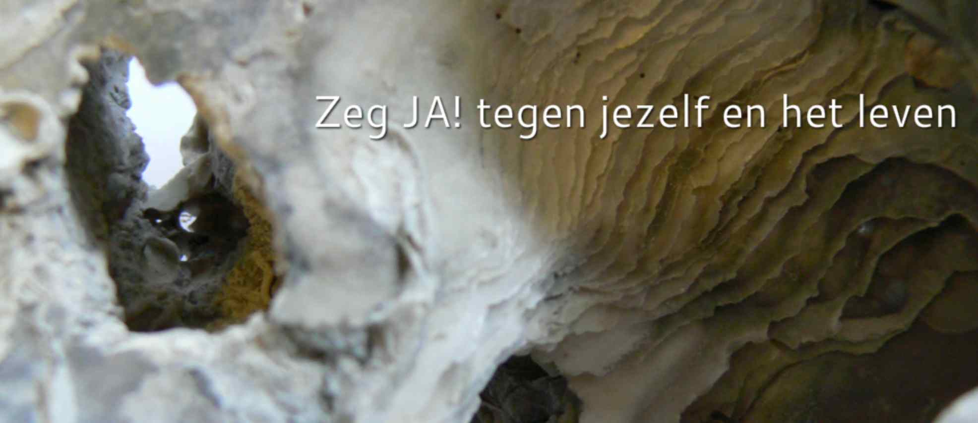 Loopbaanbegeleiding-Joke Adins